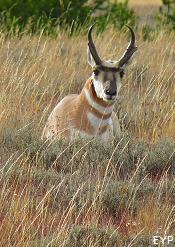 Pronghorn Antelope, Grand Teton National Park Pronghorn Antelope, Grand Teton National Park