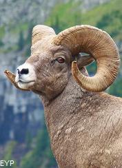 Bighorn Sheep, Glacier National Park Bighorn Sheep, Glacier National Park